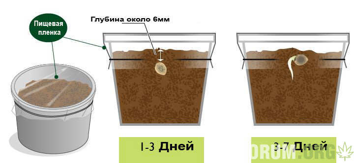 germination-cannabis-seeds.jpg.bb893d6d33c90c9fcb7c40d2981d1e6d.jpg